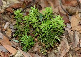 Image result for Stemodia serrata