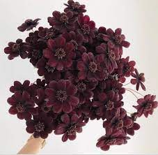 Shop For Chocolate Cosmos Flower Chocolate Cosmos Flower Chocolate Cosmos Wholesale Flowers