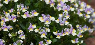 Image result for Nemesia
