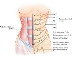 Abdominal Cutaneous Nerve Entrapment Syndrome Springerlink