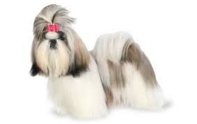 Shih tzus are extremely popular toy dogs and are adorable as puppies. Shih Tzu Dog Breed Information Pictures Characteristics Facts Dogtime
