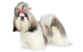 Those perfectly stubby legs, tiny wagging tails, and that precious scruffy face are enough to soften even the iciest of hearts. Shih Tzu Dog Breed Information Pictures Characteristics Facts Dogtime