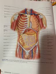 The torso or trunk is an anatomical term for the central part, or core, of many animal bodies (including humans) from which extend the neck and limbs. L E Chapter 22 And 23 The Reproducties Includes T Chegg Com