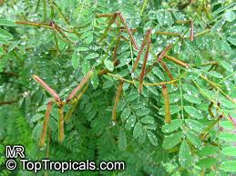 Image result for Indigofera adenoides