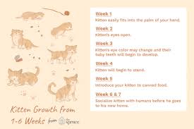 42 Unbiased Growth Chart For Kittens