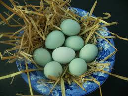 Fertile Bird Eggs For Sale Uk The Blue Eggs Of Our Lavender Araucana Chickens We Sell Lavender Araucana Hatching Eggs Araucana Chickens Hatching Eggs For Sale Blue Eggs