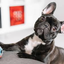 These fun english games for kids are perfect using esl classroom games to learn english is a great way to keep students interacting in a positive like most esl games it creates an interactive learning environment where students are. 7 Dog Games For Rainy Days