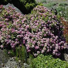 Image result for Hyparrhenia collina