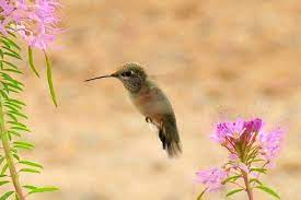 Wild lupine attracts hummingbirds very well, it doesnõt do well in a home garden. The 4 Common Hummingbirds Of Colorado Bird Feeder Hub