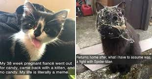 Freshly Sprouted Cat Snaps 20 Snaps Cats Cat Memes Gorgeous Cats