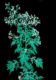 Image result for Parthenium