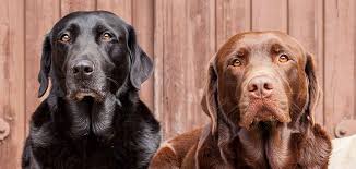 These are large dogs, usually weighing between 55 and 80 pounds.if you take on one of these pups, you'll need a large house with plenty of outside space. Chocolate Lab Vs Black Lab The Battle Of The Labrador Coats