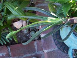 Image result for Aloe inyangensis