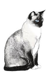 Black And White Siamese Cat Drawing A Friend S Beautiful Siamese Cat Art Sketches Siamese Cats Cat Drawing