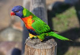 A Lorikeet Parrot Parrot Animals Beach