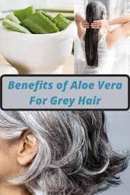 So, no wonder that it has the solution for grey hair as well. Aloe Vera For Grey Hair Benefits Recipes Aloe Vera For Hair Diy Hair Loss Treatment Oil For Hair Loss