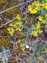 Image result for Euphorbia espinosa