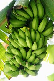 Buah yang telah masak berwarna coklat tua. Pisang Mentah Pisang Semak Semak Pisang Kuning Sehat Buah Warna Hijau Makanan Dan Minuman Makanan Pxfuel