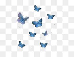 Monarch butterflies embark on a marvelous migratory phenomenon. Butterfly Png Free Download Monarch Butterfly