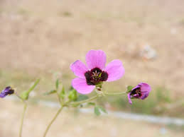 Image result for Geranium ocellatum