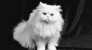 Iran Uzaya Kedi Gonderiyor