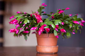 However, there are a few hybrid forms of the christmas cactus that will produce a second flowering period in february. How To Make A Christmas Cactus Bloom Gardener S Path