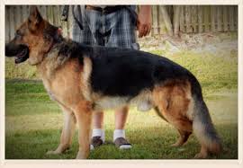 This breed is large, agile, and strong. German Shepherd Breeder Tallahassee Fl Akc German Shepherds