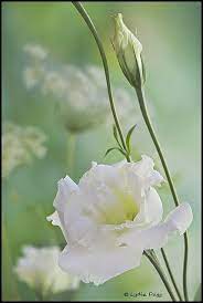 Godetia Grandiflora White 1 Beautiful Flowers Amazing Flowers White Flowers