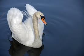 Swan, the swan is a genus of waterfowl that has the ability to swim and fly with incredible speed and agility. Swans Wild Animals News Facts By World Animal Foundation