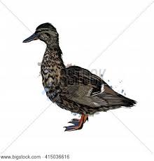 Draw a fluffy wing on the side of the duck. Duck Splash Vector Photo Free Trial Bigstock