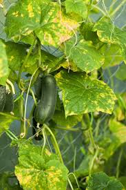 One of my my cucumber plants started yellowing out massively and i can't tell why? 5 Reasons Your Cucumber Leaves Are Turning Yellow And How To Fix It Gardening Herbs Plants And Product Reviews