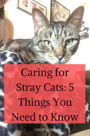 A Stray Cat Has Adopted Me 6 Things You Need To Do Cat Care Cat Care Tips Stray Cat