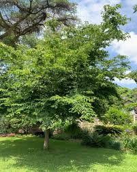 Image result for Celtis africana