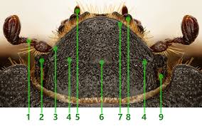 Image result for Pentodon