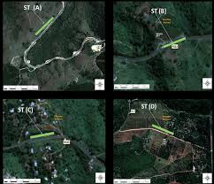 Image result for Athrixia phylicoides