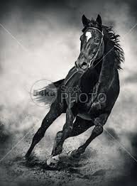 Black Horse Running Wild Black And White Photography Equestrian 54ka Stockphoto