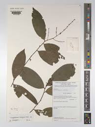 Image result for Ouratea andongensis