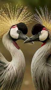 sedatulay ince adli kullanicinin bird and collection panosundaki pin guzel kuslar rengarenk kuslar kus resimleri