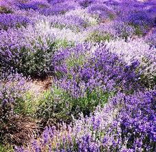 Lavender Fields In Mona Utah Lavender Fields Flower Trellis Lavender Cottage