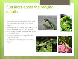 Summer season is the breeding season of the praying mantis. Welcome To Our Insect Power Point Presentation By The Second Grade Students Of C17 Goodnoe Elementary School June 14 Ppt Download