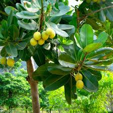 Image result for Calophyllum inophyllum