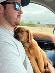 Chihuahua Puppies and Lap Dogs in the Chihuahua Club