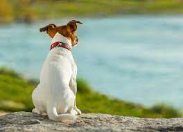 After getting a diagnosis, your veterinarian may refer you to a veterinary oncologist to determine the next steps. Anal Gland Cancer In Dogs Petmd