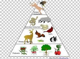 Food Web Ecological Pyramid Food Chain Ecosystem Ecology Png Aquatic Ecosystem Area Art Biology Biomass Ecological Pyramid Food Web Ecosystems