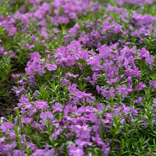 Phlox, creeping phlox, moss phlox, mountain phlox, moss pink, garden phlox, perennial phlox also susceptible to powdery mildew, leaf spot, rust, and root/crown/stem rots. Purple Beauty Creeping Phlox American Meadows