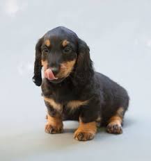 She has been registered, vaccinated, dewormed and vet checked. Http Vonkuehoundspups Wordpress Com Standard Long Haired Dachshund Puppies For Sale In Vancouver Wa Every Dog Breed Dachshund Puppies Dog Breeds