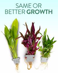 Image result for Aponogeton desertorum