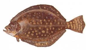 South carolina marine recreational fishing regulations. Flounder Season Is Open For 2020 Ends September 30th