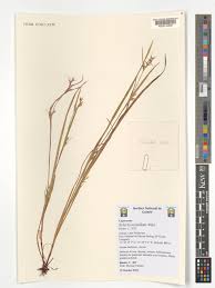 Image result for Scleria foliosa