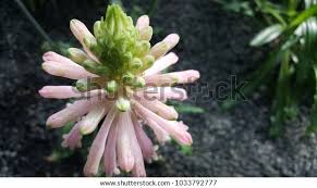 Image result for Melaleuca hypericifolia